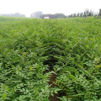 花椒苗花椒苗怎么買，花椒苗泰安苗圃