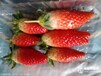 草莓苗新品种，香蕉草莓苗山东香蕉草莓苗批发