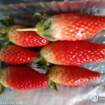 草莓苗新品種，香蕉草莓苗山東香蕉草莓苗批發(fā)