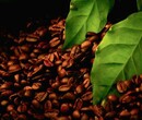 广州进口咖啡豆空运流程图片