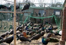 鸵鸟养殖基地鸵鸟种苗那里有出售图片3