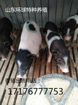 泰国宠物小香猪、小香猪多少钱一只_香猪