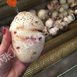 广西芋头专用去皮机器现货供应毛辊刷果蔬清洗机红薯去皮机张图片