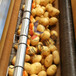 果蔬清洗机5米叶菜类清洗机芹菜菠菜清洗机可定制