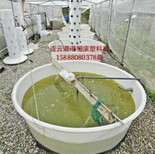 食品级圆桶500升食用腌制塑料桶带刻度计量桶500公斤室外洗澡储水桶图片2