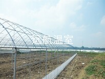 山东青州市远航玻璃温室图片5