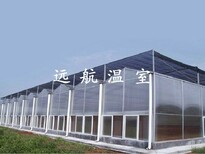 山东青州市远航玻璃温室图片3