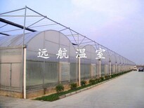 山东青州市远航玻璃温室图片4