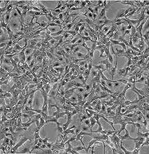 Calu-3传代复苏细胞株哪提供图片1