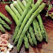 京科芦5号-芦笋种子，新品种芦笋种子，高产芦笋种子