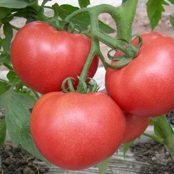 荷粉-秋延早熟番茄种子
