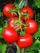 金玉瑞特f1-抗ty红果番茄种子，石头红果，番茄种子