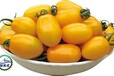 金妃-圣女果种子，荷兰小番茄种子，黄色小番茄种子