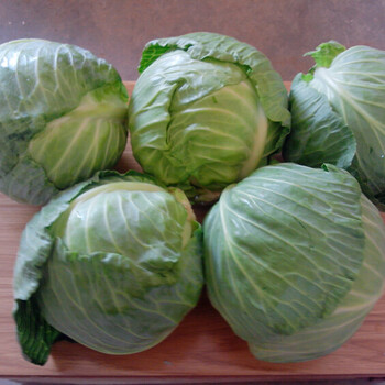 荷甘一號(hào)-甘藍(lán)種子