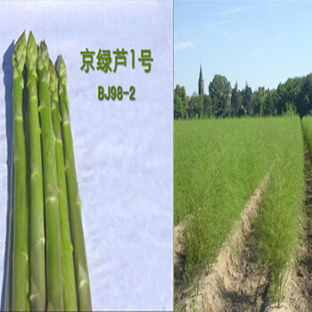 國(guó)產(chǎn)京綠蘆一號(hào)-高產(chǎn)蘆筍種子