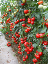 中农一号-番茄种子，抗ty粉果番茄种子