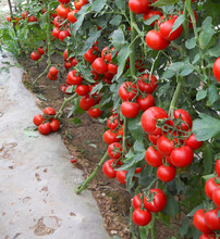 中农二号-番茄种子，耐高温番茄种子