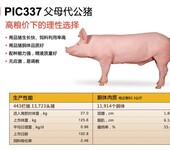 美国PIC种猪，湖北鄂美猪种改良有限公司