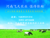 河南飞天厂价直销喷浆玉米皮、高档动物饲料原料、保毒素牛羊饲料原料