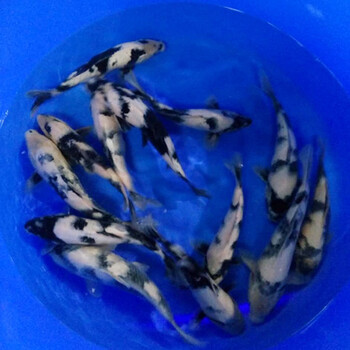 錦鯉魚