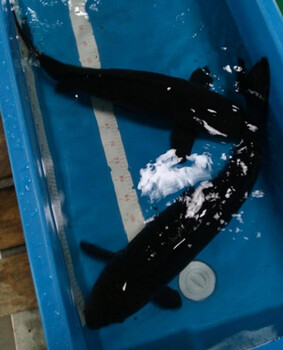 坂井紅白錦鯉魚日本錦鯉魚活體大四家錦鯉漁場廠家