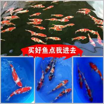 广州锦鲤鱼日系红白锦鲤观赏鱼活体