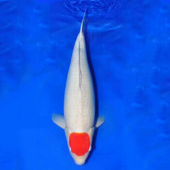 錦鯉魚苗廣州漁場(chǎng)日本錦鯉魚