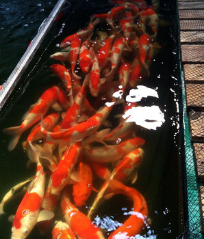 錦鯉魚坂井紅白錦鯉漁場大小日本錦鯉魚活體批發(fā)、零售