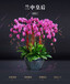 武汉新年节日恭喜鲜花蝴蝶兰盆栽送货上门，好看的蝴蝶兰盆栽租摆