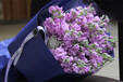 武汉大型花卉市场供应紫罗兰鲜花，各类型的鲜花支持省内物流发货