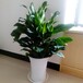 武汉生命力顽强的室内中型绿植螺纹铁盆栽，武汉植物螺纹铁可租摆