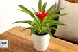 武汉室内桌面小植物吉祥如意的鸿运当头盆栽，防辐射的红星小盆景