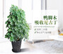 武漢大型綠植基地室內鴨腳木盆栽送貨上門，凈化空氣的植物鴨掌木