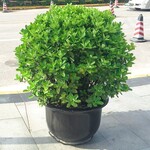 武汉绿化公司承接园林绿化工程，武汉小型苗木小面积绿化