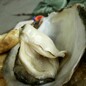 郑州生蚝海鲜批发市场，在哪里有湛江蚝批发。