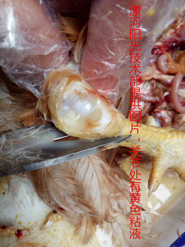 鸡传染性滑膜炎不再难治，滑膜炎的症状和有效治疗方案在这里