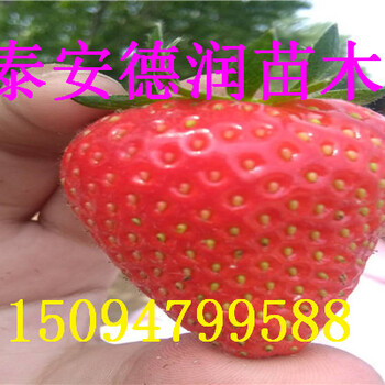 雪里香草莓苗特點(diǎn)個(gè)大雪里香草莓苗介紹