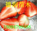 久香草莓苗品种介绍久香草莓苗栽培要点新报价图片