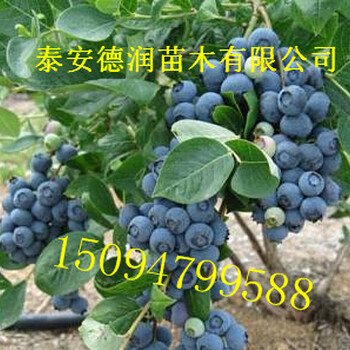 奥尼尔蓝莓苗单价多少钱一棵奥尼尔蓝莓苗新报价
