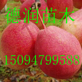 紅香蜜梨苗價(jià)格紅香蜜梨樹苗新報(bào)價(jià)