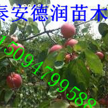 凱特杏苗單價多少錢一棵凱特杏樹苗特點個大紅香蜜杏苗價格