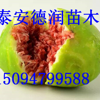 青皮無花果苗多少錢一棵大青皮無花果苗新報價