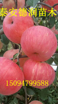 紅蜜脆蘋(píng)果苗今年報(bào)價(jià)紅蜜脆蘋(píng)果苗價(jià)格