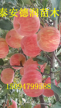 秦脆蘋(píng)果苗今年新報(bào)價(jià)1公分秦脆蘋(píng)果苗價(jià)格該品種色香味形俱佳