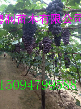 紅乳葡萄苗特點晚熟掛果時間長紅乳葡萄苗多少錢一棵