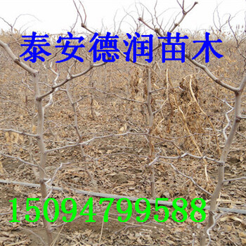 駿棗苗2018新報(bào)價(jià)駿棗樹(shù)苗單價(jià)多少錢(qián)一棵