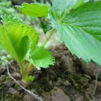 脱毒华艳草莓苗价格华艳草莓苗品种特性