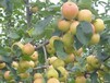 早美酥梨苗單價多少錢早美酥梨樹苗品種特性