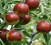 红丹脆枣树苗品种简介2公分红丹脆枣苗价格