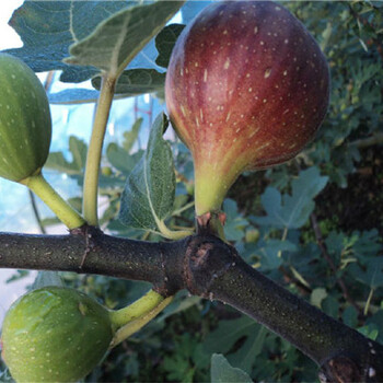 金傲芬无花果苗简介金傲芬无花果苗行情